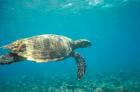 Hawksbill Turtle, Mayotte Island, Comoros, Africa