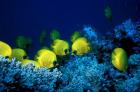 School of Masked Butterflyfish, Red Sea, Egypt