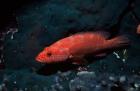 Coral hind at Elphinstone Reef, Red Sea, Egypt