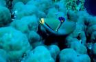 Arabian Picasso triggerfish, Panorama Reef, Red Sea, Egypt