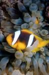 Twobar anemonefish, Bubble Tip Anemone, Egypt