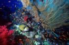 Titan triggerfish, Scalefin Anthias, Coral, Red Sea, Egypt