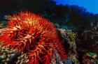 Crown-of-thorns starfish at Daedalus Reef, Red Sea, Egypt