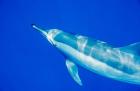 Spinner dolphin, Sha'ab Samadai, Red Sea, Egypt