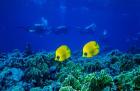 Yellow butterflyfish with scuba divers in background, Red Sea, Egypt
