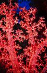 Soft coral at Abu Soma Arbaa, Red Sea, Egypt