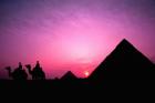 Colorful Sunset Silhouetting Men and Camels at the Great Pyramids of Giza, Egypt