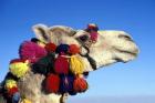Colorfully Decorated Tourist Camel, Egypt