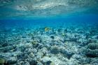 Crystal Clear Waters and Sea Life of the Red Sea, Egypt