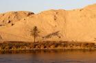 Palm Tree on the Bank of the Nile River, Egypt