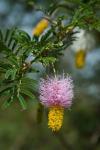 Ethiopia, Arba Minch, Nech Sar, Flora