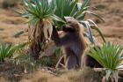 Gelada Baboons With Giant Lobelia, Simen National Park, Northern Ethiopia