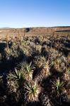 Escarpment of Sanetti Plateau, red hot poker plants, Bale Mountains, Ethiopia