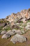 Everlasting Flowers, Helichrysum, Denka valley, Bale Mountains, Ethiopia