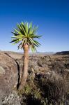 Giant Loebelia, Bale Mountains, Ethiopia