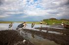 Marabou Storks, fish market in Awasa, Ethiopia