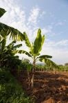 Banana Agriculture, Rift Valley, Ethiopia