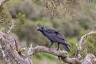 Thick-billed raven bird in the highlands of Ethiopia