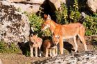 Ethiopian Wolf with cubs, Bale Mountains Park, Ethiopia