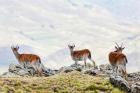 Walia Ibex, Ethiopia