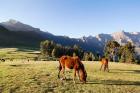 Horse herd grazing, Arkwasiye, Highlands of Ethiopia