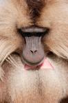 Close up of Gelada Baboon, Ethiopia