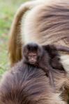 Baby Gelada Baboon primate, Ethiopia