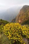 Yellow flowers, Semien Mountains National Park, Ethiopia