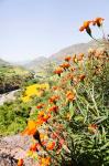 Tagetes plants and landscape, Ethiopia