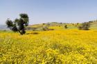 Flower Field, Niger seed, Semien Mountains, Ethiopia