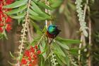 Eastern Double-Collared Sunbird, Nyeri, Kenya