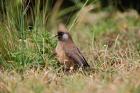 Speckled Mousebird, Aberdare Country Club, Nyeri, Kenya