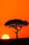 Single Acacia tree at sunrise, Masai Mara, Kenya