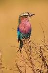 Lilac-breasted Roller, Masai Mara Game Reserve, Kenya