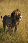 Black maned male Lion, Panthera leo, Masai Mara, Kenya