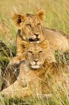 Group of lion cubs, Panthera leo, Masai Mara, Kenya