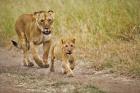 Lioness with her cub in tire tracks, Masai Mara, Kenya