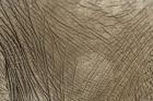 African Elephant skin, Masai Mara, Kenya