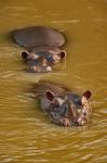 Hippopotamus in river, Masai Mara, Kenya