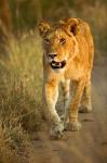 Female Lion Walking At Sunset, Masai Mara, Kenya