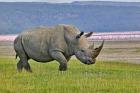 White Rhinoceros and Lesser Flamingos, Lake Nakuru National Park, Kenya