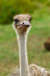 Ostrich, Lake Nakuru National Park, Kenya