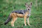 Wild Dog, Black-backed Jackal, Masai Mara, Kenya