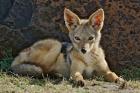 Black-backed Jackal resting, Masai Mara, Kenya