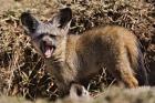 Young Bat-eared Foxes, Masai Mara, Kenya