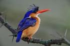 Malachite Kingfisher, Lake Nakuru National Park, Kenya