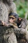 Baby Olive Baboon, Lake Nakuru National Park, Kenya