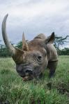 Black Rhinoceros, Kenya