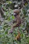 Baby Olive Baboon riding on mother's back, Kenya