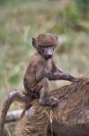 Young Olive Baboon, Lake Nakuru National Park, Kenya